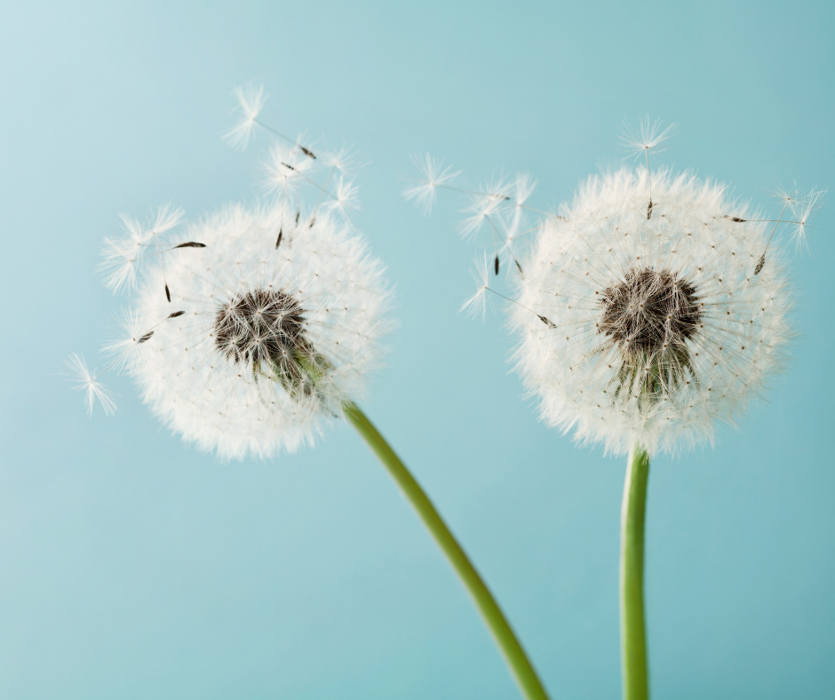 White dandelions blowing in the wind with blue background